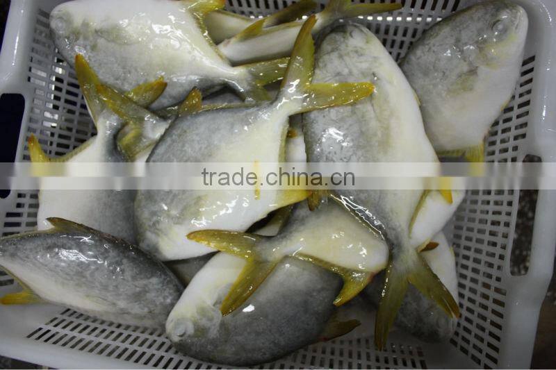 Frozen Golden pomfret