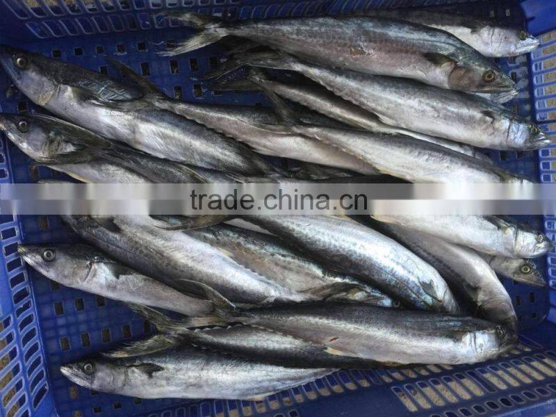 Fresh Frozen Sea Fish Spanish Mackerel For Market