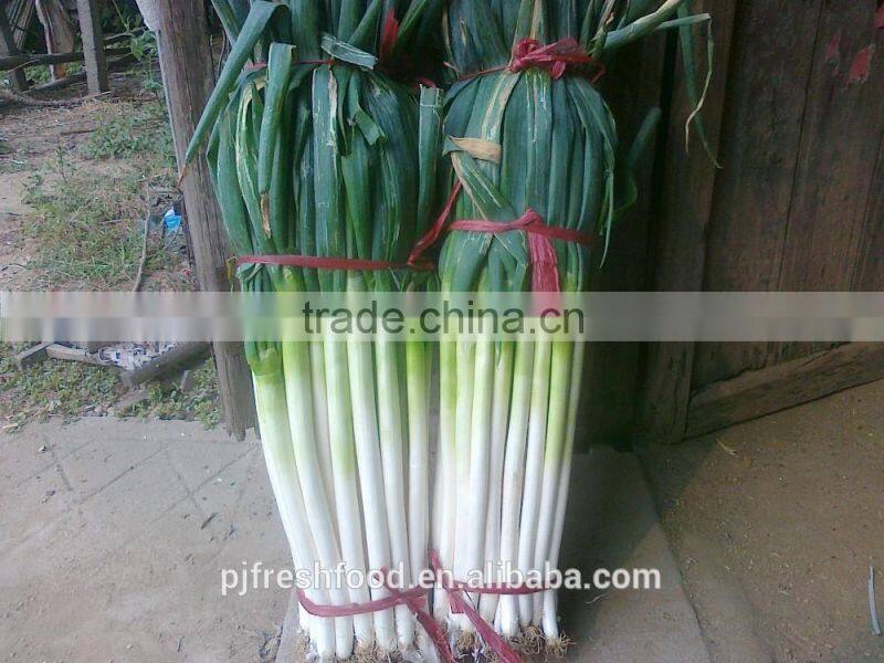 Fresh Onion Long Type Green Onion