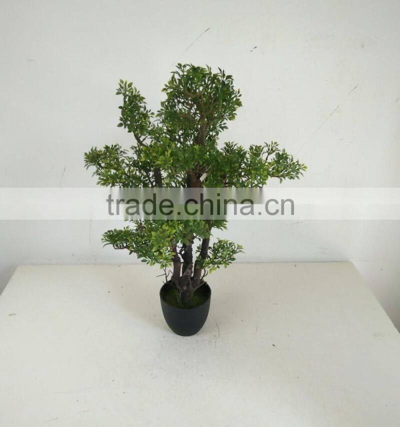 small bonsai tree wholesale