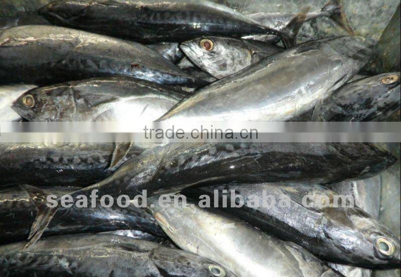 Frozen bonito fish with cheap price