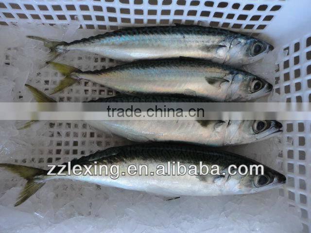 frozen pacific mackerel seafood IQF