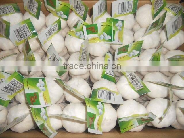 Jinxiang vegetable garlic fresh garlic hot sale garlic sales,garlic for new market,garlic