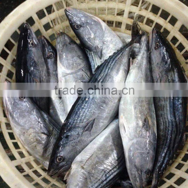Frozen bonito fish