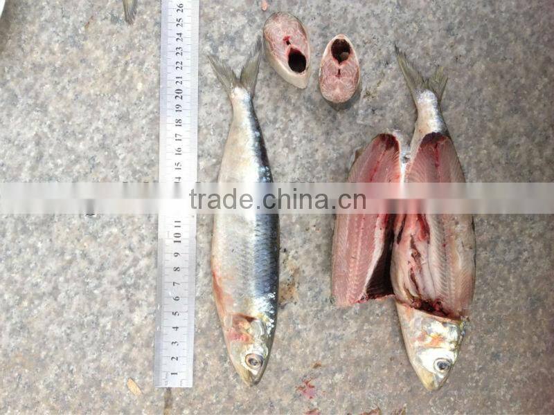 For bait fish whole round frozen sardines 8-10pcs/kg