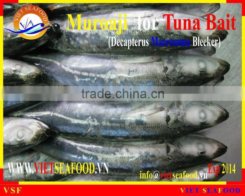 FROZEN MUROAJI FOR TUNA BAIT