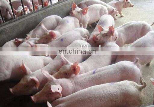 Sheep debristling machine/pig goat de hairing machine/poultry slaughter house