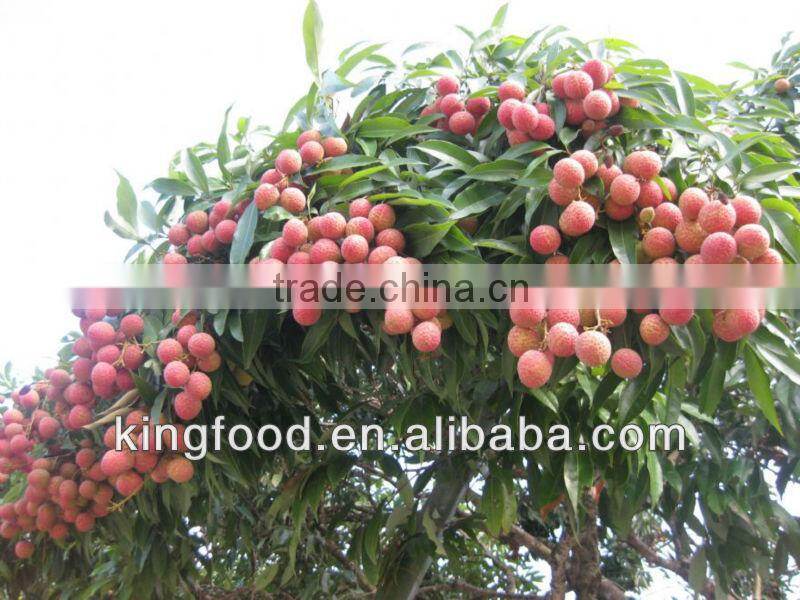 Supply new crop frozen lychee