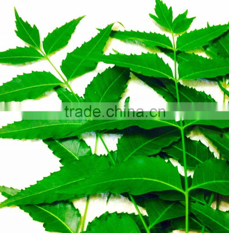Quality High Neem Leaf Powder Bulk Producers