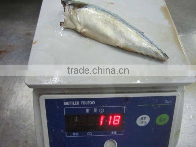 Pacific mackerel HGT