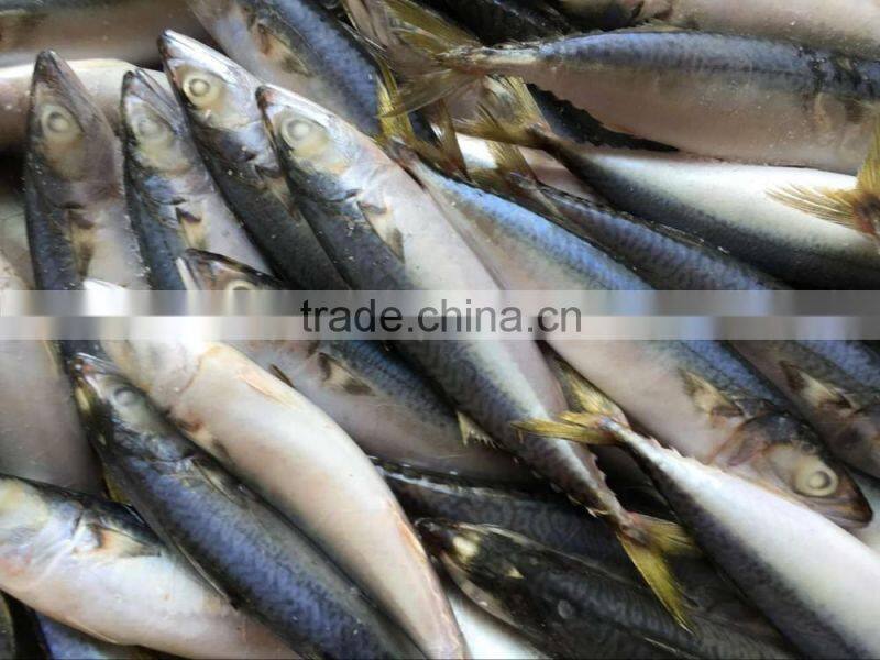 Scientific name of Pacific mackerel fish for Sale