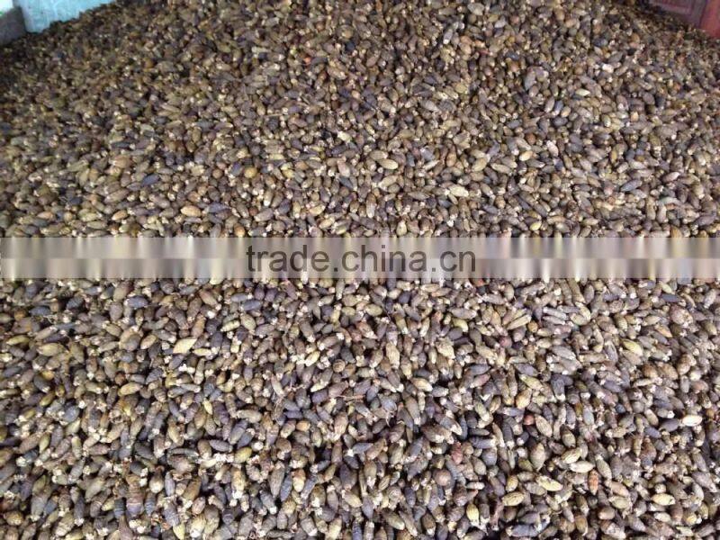 SMALL YOUNG BETEL NUT FOR PROCESSING IN CHINA (Skype: anda.ty, Email: katherine.vilaconic@)