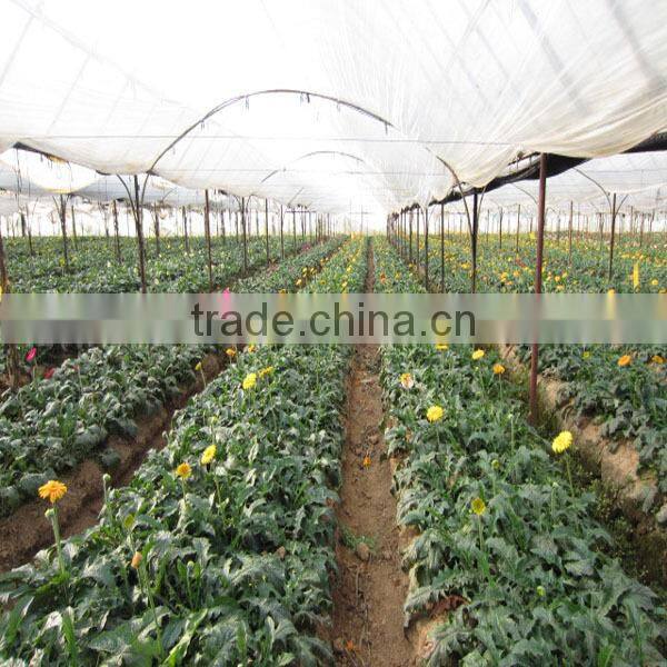 wholesale fresh gerbera flower with high quality