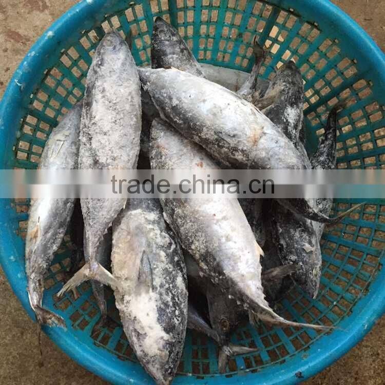 Frozen bonito tuna frozen bonito fish for sale