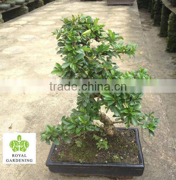 Carmona Microphylla bosnai