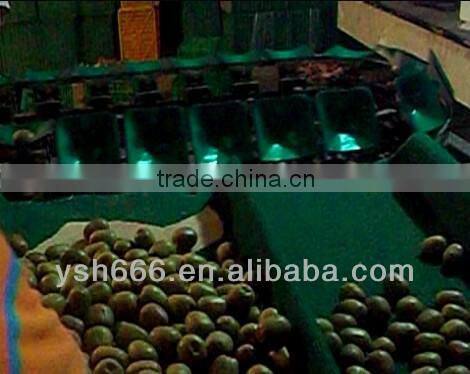 Automatic Kiwi fruit sorting machine YSXS-76-16-100