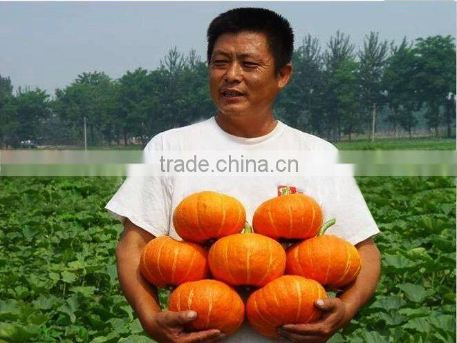Orange Sun 3 chinese orange skin thick flesh pumpkin seeds