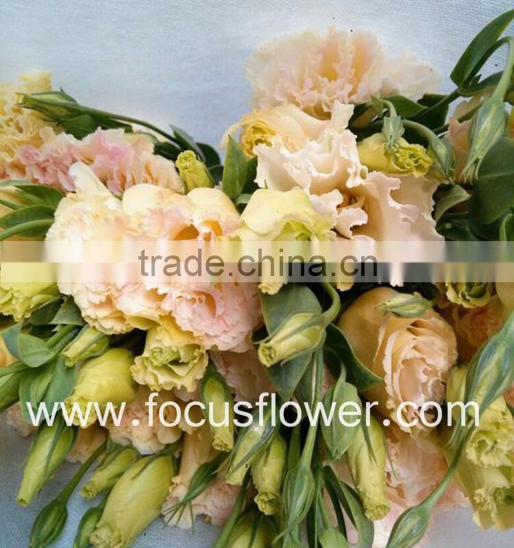 Wide Varieties Fresh Cut Flower Color Lisianthus Purple Lisianthus Flowers From Yunnan, China