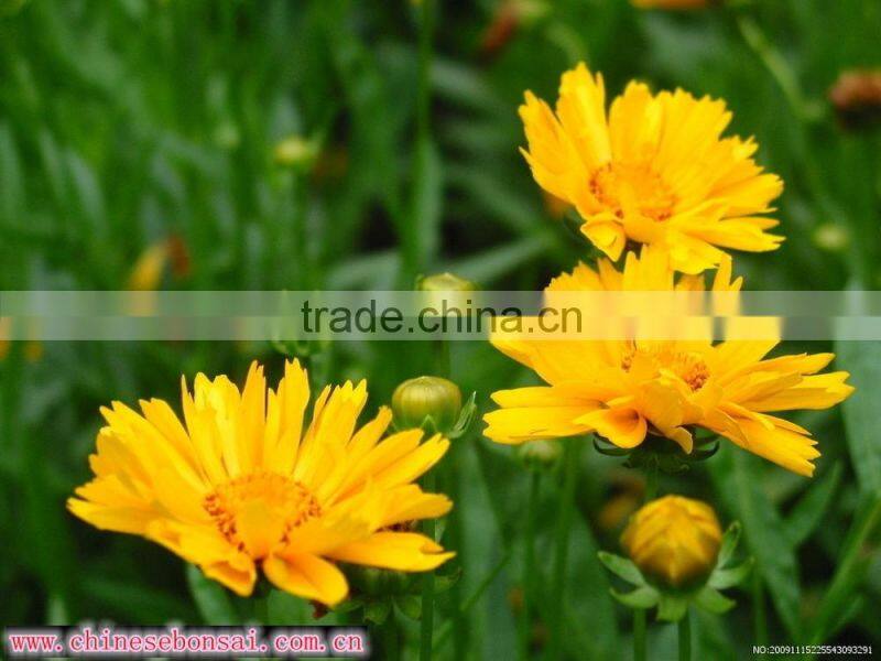 Chrysanthemum