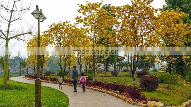 Tabebuia chrysantha