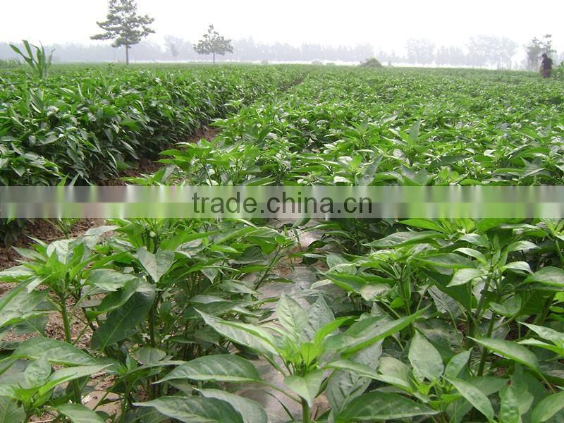 Hot selling in 2016 No Sudan Additive,No Aflatoxin,with High Hotness China Manufacturer Exporter Dried Red Chilli Powder