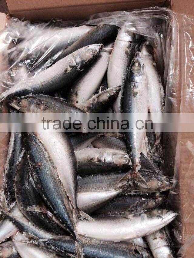 Land Frozen Mackerel Fish