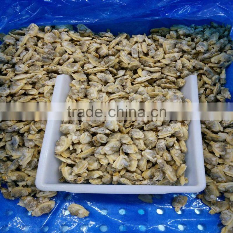 HIGH QUALITY AND HIGH QUANTITY SUPPLY FOR CLAM MEAT