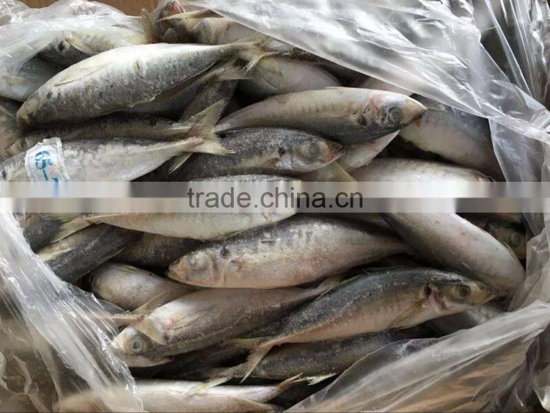 frozen mackerel horse mackerel fish
