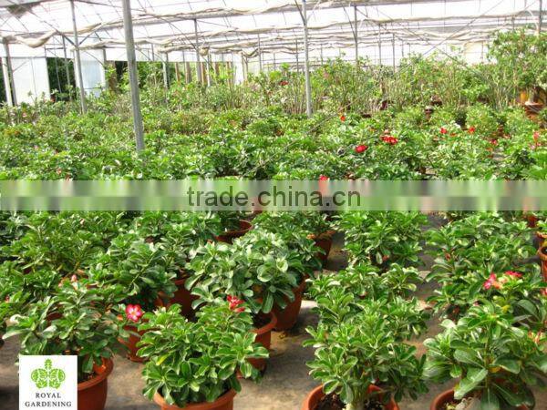 Adenium obesum grafted