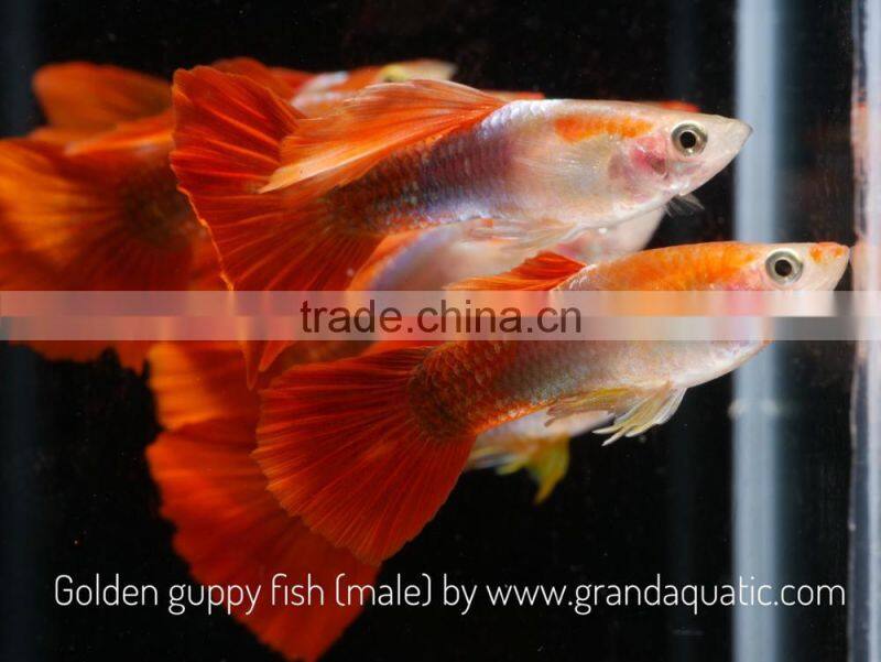 Golden guppy for Freshwater Aquarium fish export company from Thailand