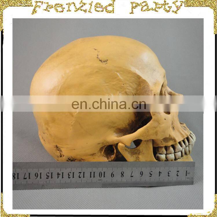 New arrival simulation halloween decorative skull FGHS-0005