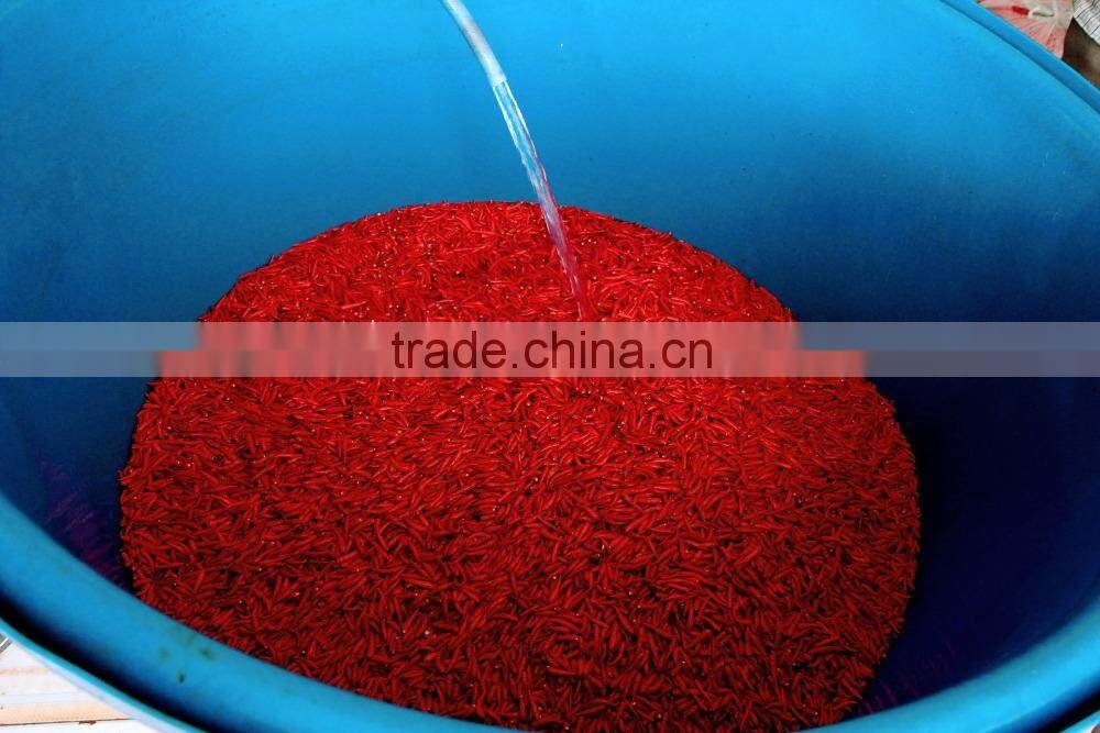 Big Red Chili exporting Vietnam