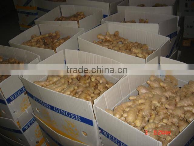 Chinese fresh ginger