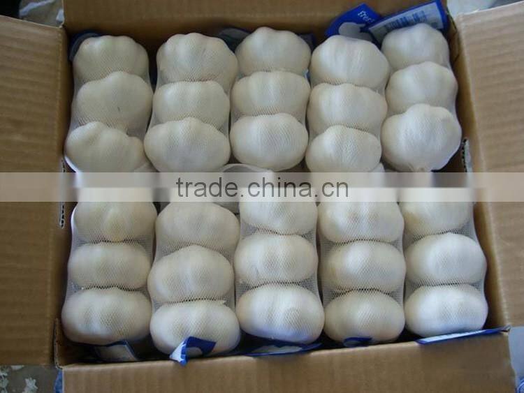 China Red Garlic Price Store Garlic