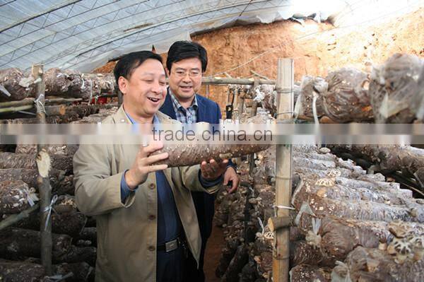 best quality and professional mushroom bag filling machine