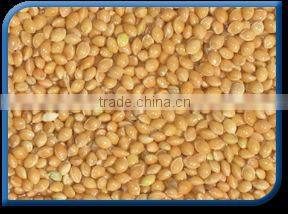 Golden Foxtail Millet
