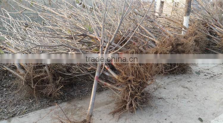 Cherry tree seedling