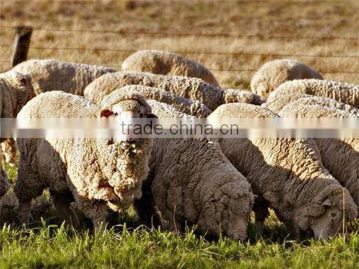 cotton wool rolls making machine/sheep wool combing machine