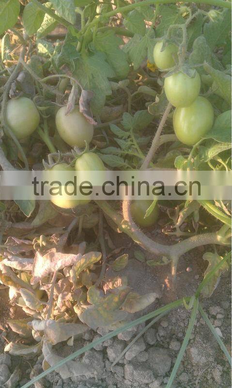 HERO 110 Hybrid Tomato Seeds