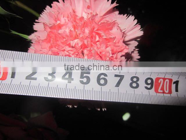 Supply high quality long stem flowers fresh cut carnation cut flower prices from Kunming flower planting base