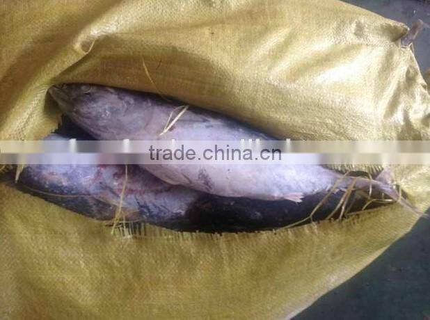 Frozen bonito tuna fish whole round