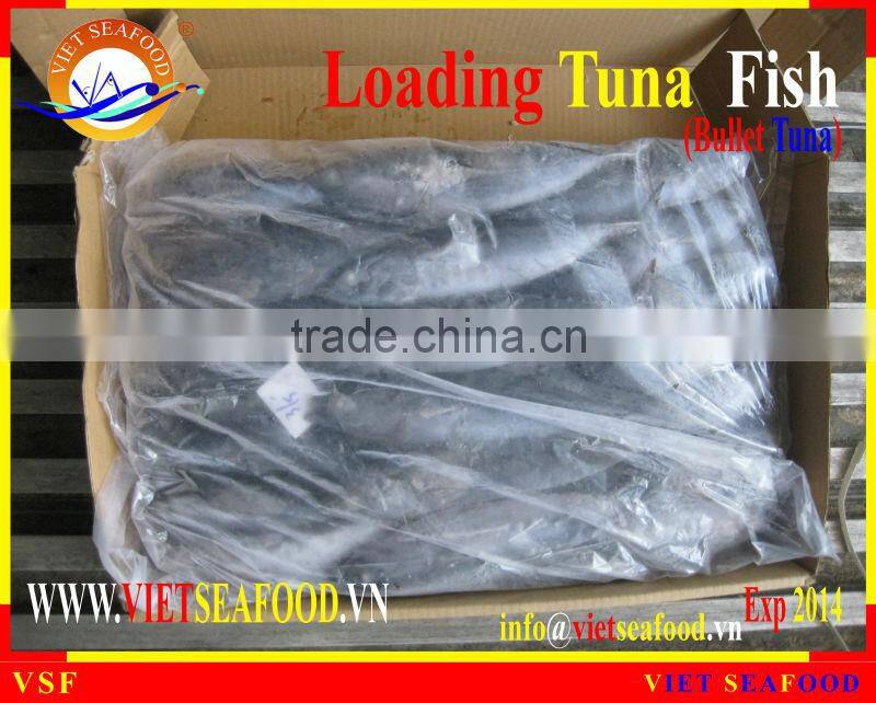 LOADING WHOLE ROUND BULLET TUNA