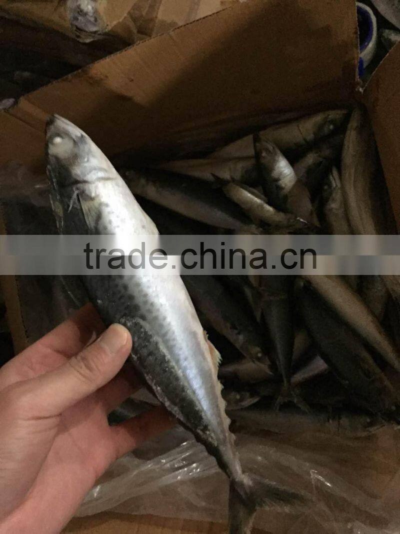 2016 landing sea frozen mackerel 200-250g