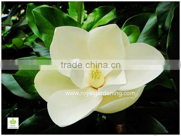 Magnolia grandiflora cold hardy landscaping trees
