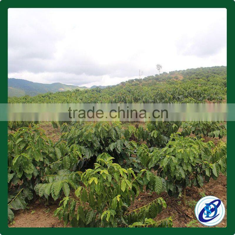 Natural Processed Coffee Green Beans from Laos