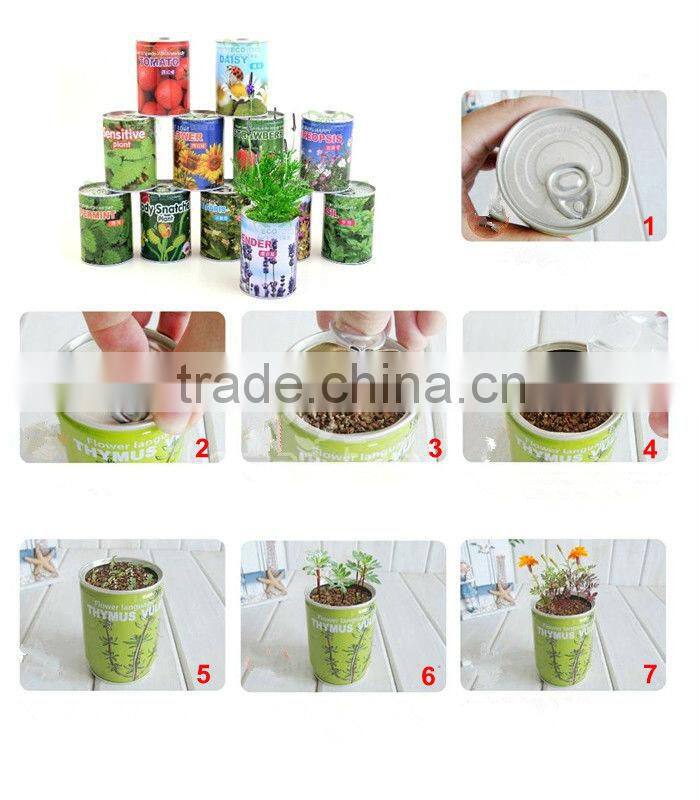 Home decorative plants,Office decorative flowers,Mini plants,Mini flowers