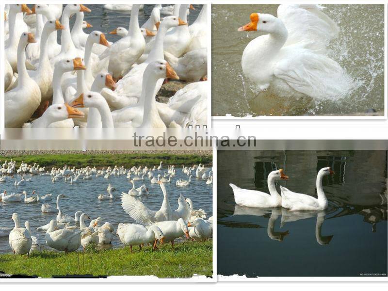 KSK 0820 90% Washed White Goose Down