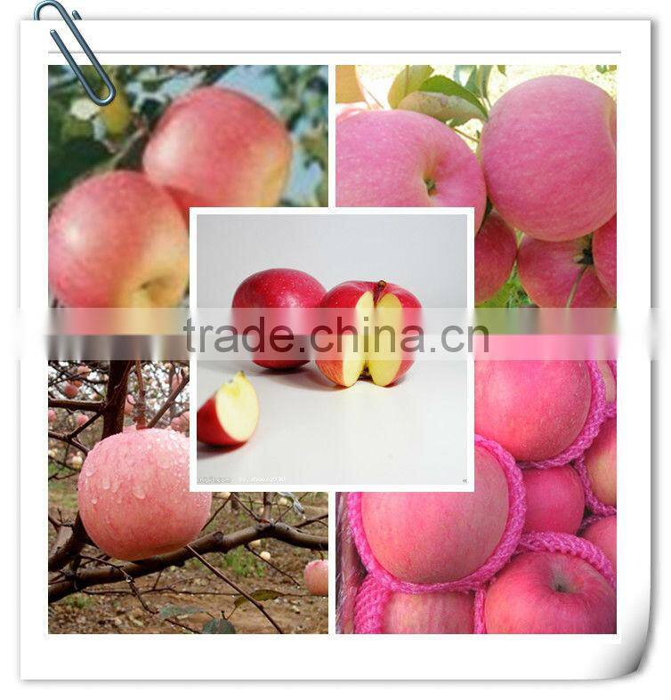 Famous China YanTai best price fresh fuji apple