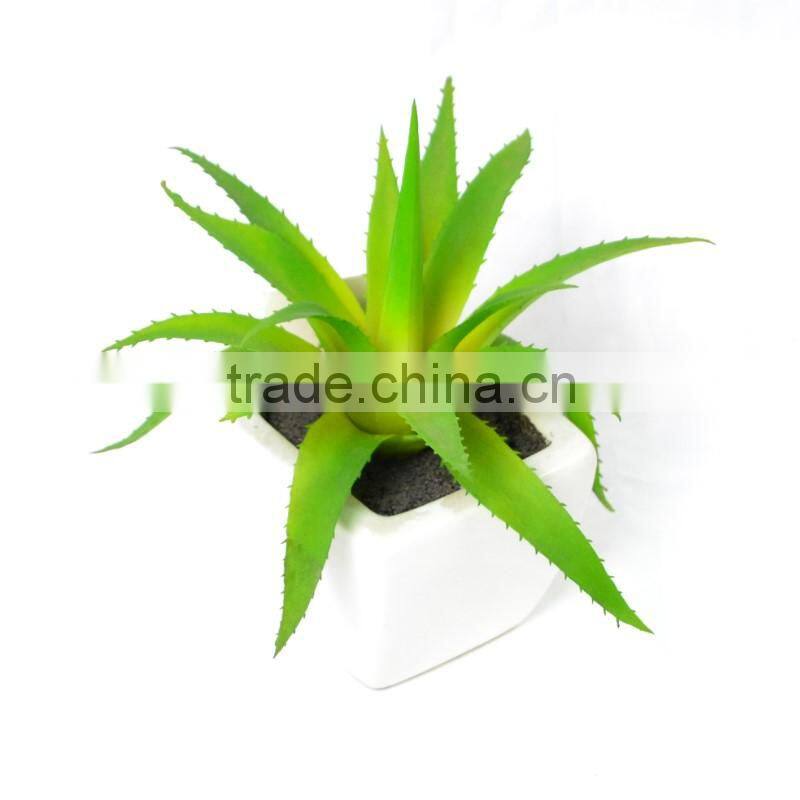 Attractive Succulent in fresh green planter