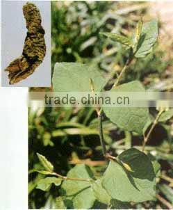 China Qingdao Supplies Best Quliaty And 100% natural giant knotweed extract powder